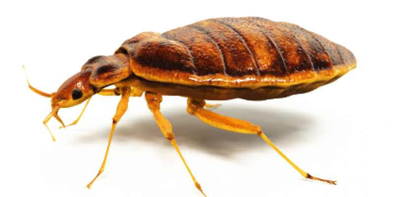 DON’T LET THE BED BUGS BITE