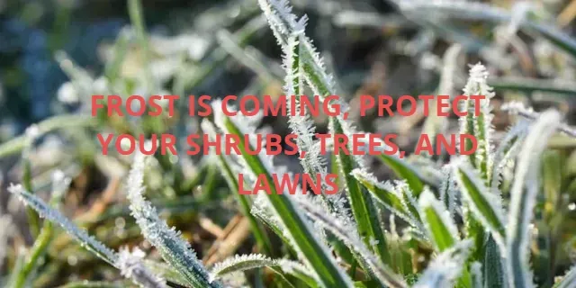 FROST IS COMING, PROTECT YOUR SHRUBS, TREES, AND LAWNS FROST IS COMING, PROTECT YOUR SHRUBS, TREES, AND LAWNS