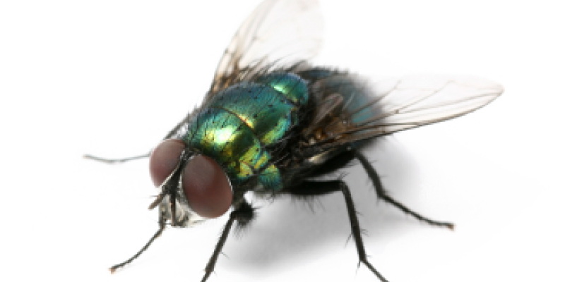 FLIES