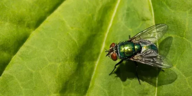 6 WAYS TO LOWER FLY POPULATIONS NEAR YOUR HOME 6 WAYS TO LOWER FLY POPULATIONS NEAR YOUR HOME