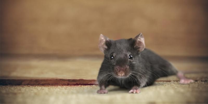 IT’S COLD AND MICE WANT IN; HELP KEEP THEM OUT