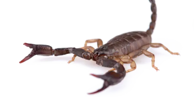 SCORPIONS