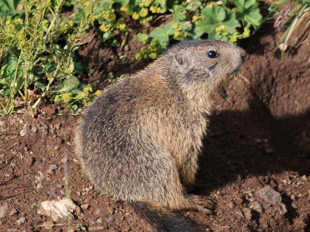 rat sitting on the soil