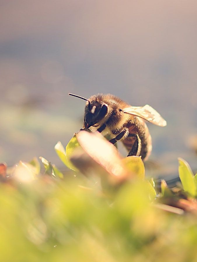 bee sitting on a flower collecting nectar