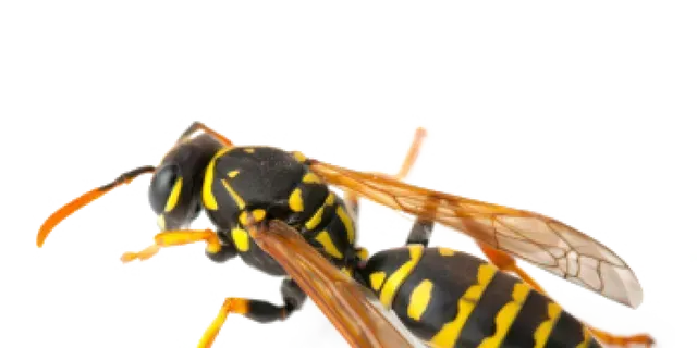 WASPS
