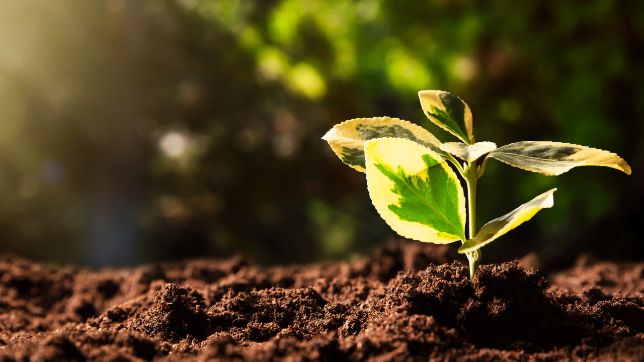 Résolutions éco-responsables avec le traiteur biorganic
