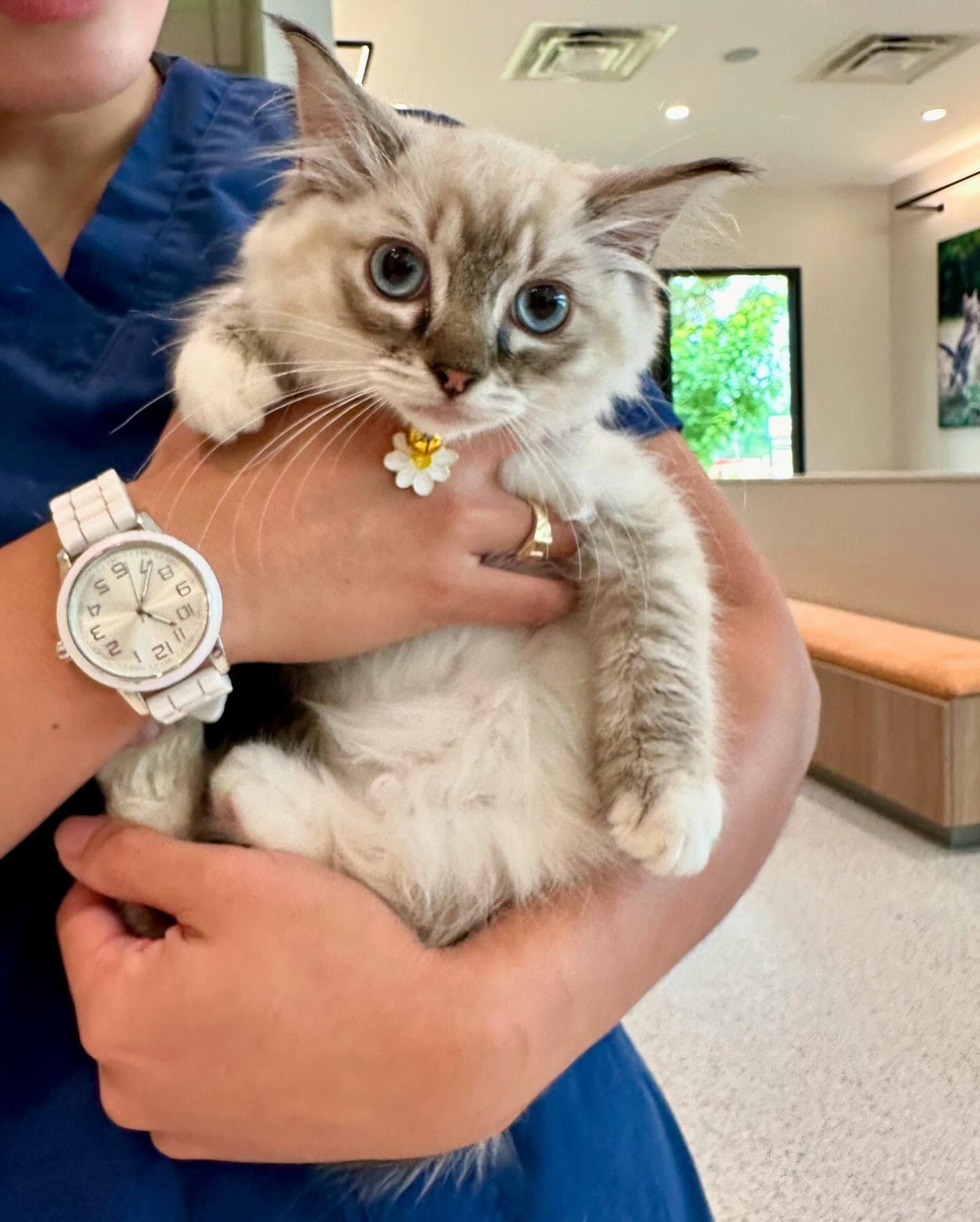 Fluffy black cat with yellow eyes being held up indoors, wearing a pink collar tag.