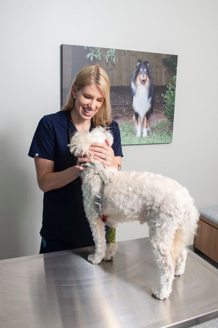 Veterinarian smiling at a fluffy white dog on a stainless exam table in a clinic