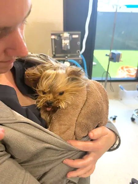 Person holding a small tan dog wrapped in a towel indoors, with a TV in the background