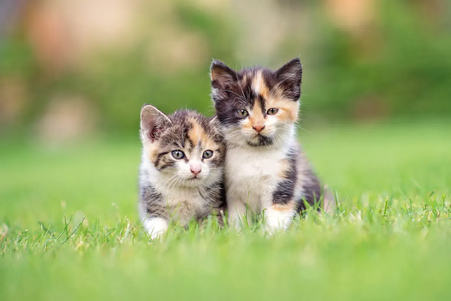 Two calico kittens sitting in green grass, looking at the camera