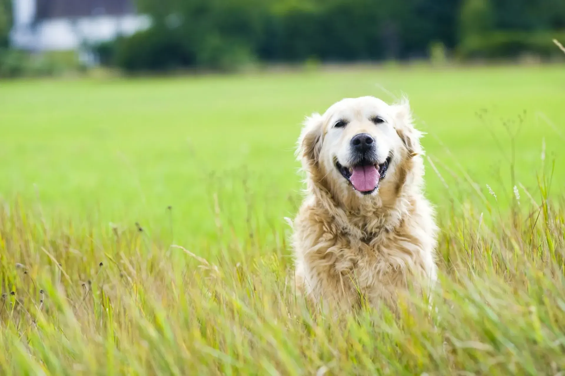 Golden retriever standing in a green field with mouth open and tongue out, facing the camera.