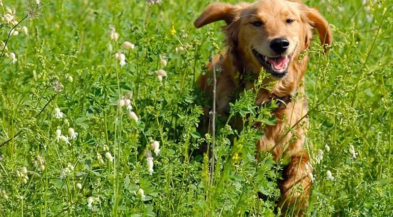 Golden retriever running through a green meadow with its mouth open, tongue out, and ears flapping