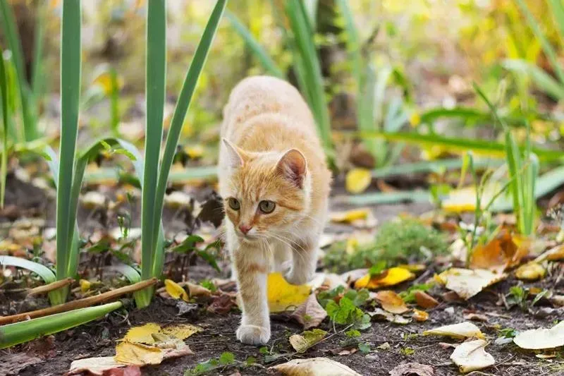 Small ginger kitten walking through grass and fallen leaves in a garden