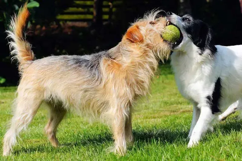 Two dogs play tug-of-war with a tennis ball on grass.