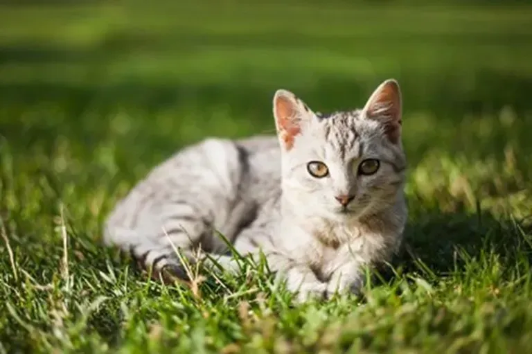 Gray tabby cat lying in green grass, looking at the camera.