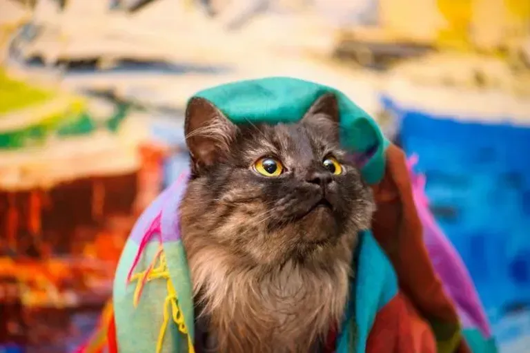 Fluffy gray cat wrapped in a bright rainbow cloth, looking upward against a colorful blurred background