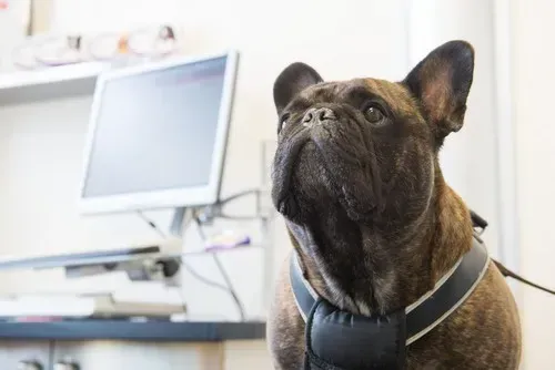 French bulldog in a harness looking up in an office with a computer monitor in the background