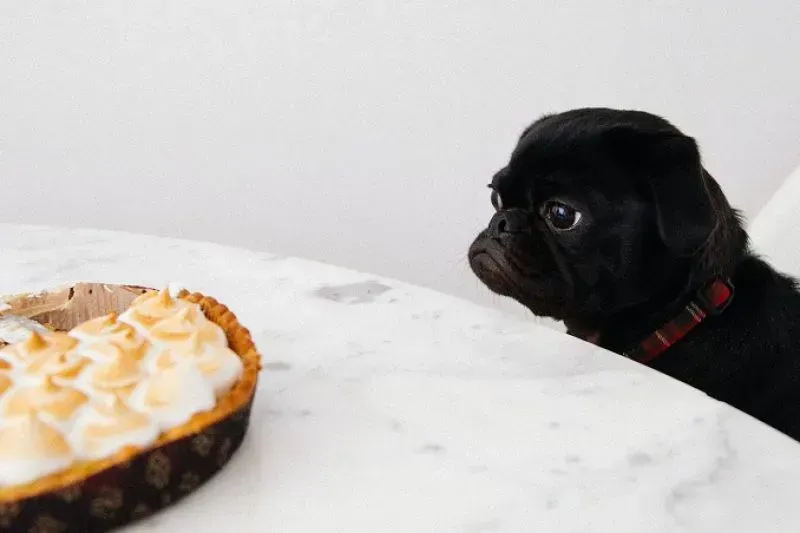 Black pug eyeing a cream-topped pie on a white table