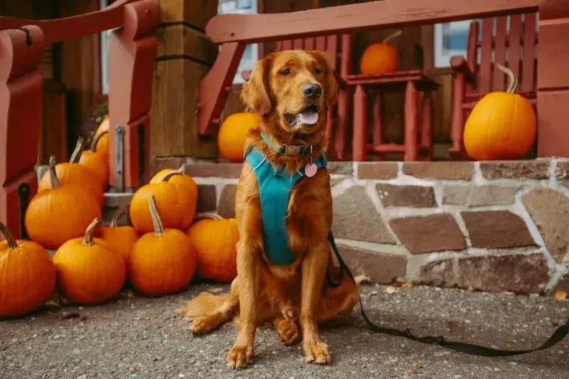 Golden retriever wearing a teal bandana sitting by pumpkins on a porch in autumn