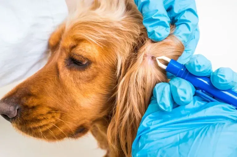 Veterinarian cleaning a dog’s ear with a blue swab while wearing blue gloves