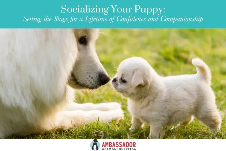 White puppy meeting larger dog on grass with title “Socializing Your Puppy”