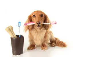 Golden retriever holding a pink toothbrush, with a toothbrush holder and dog treats beside it