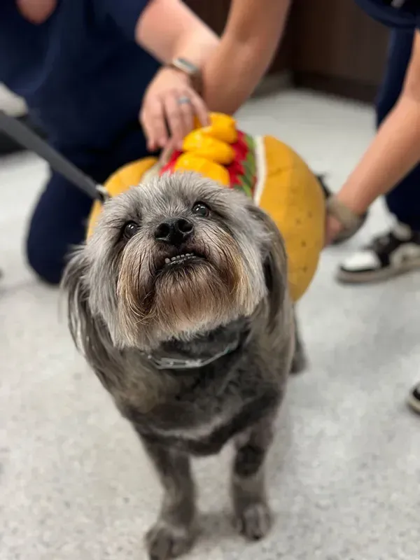 Small gray dog wearing a festive hat, standing indoors with people in the background