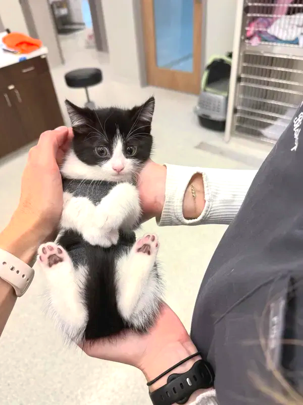 Black-and-white kitten being held in two hands indoors, with paws visible and a white collar.