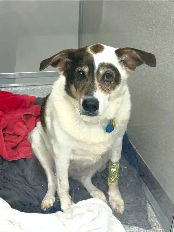 Small white and brown dog sitting on a kennel floor, wearing a blue tag and a bandaged leg.