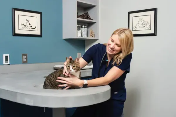 Veterinarian gently holding a tabby cat on an exam table in a clinic room