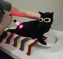 Black cat wearing goggles sits on a striped towel while a handheld device shines a red light on its back.