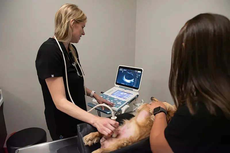 Veterinarian performing an ultrasound scan on a small dog in a clinic, with a monitor displaying the image