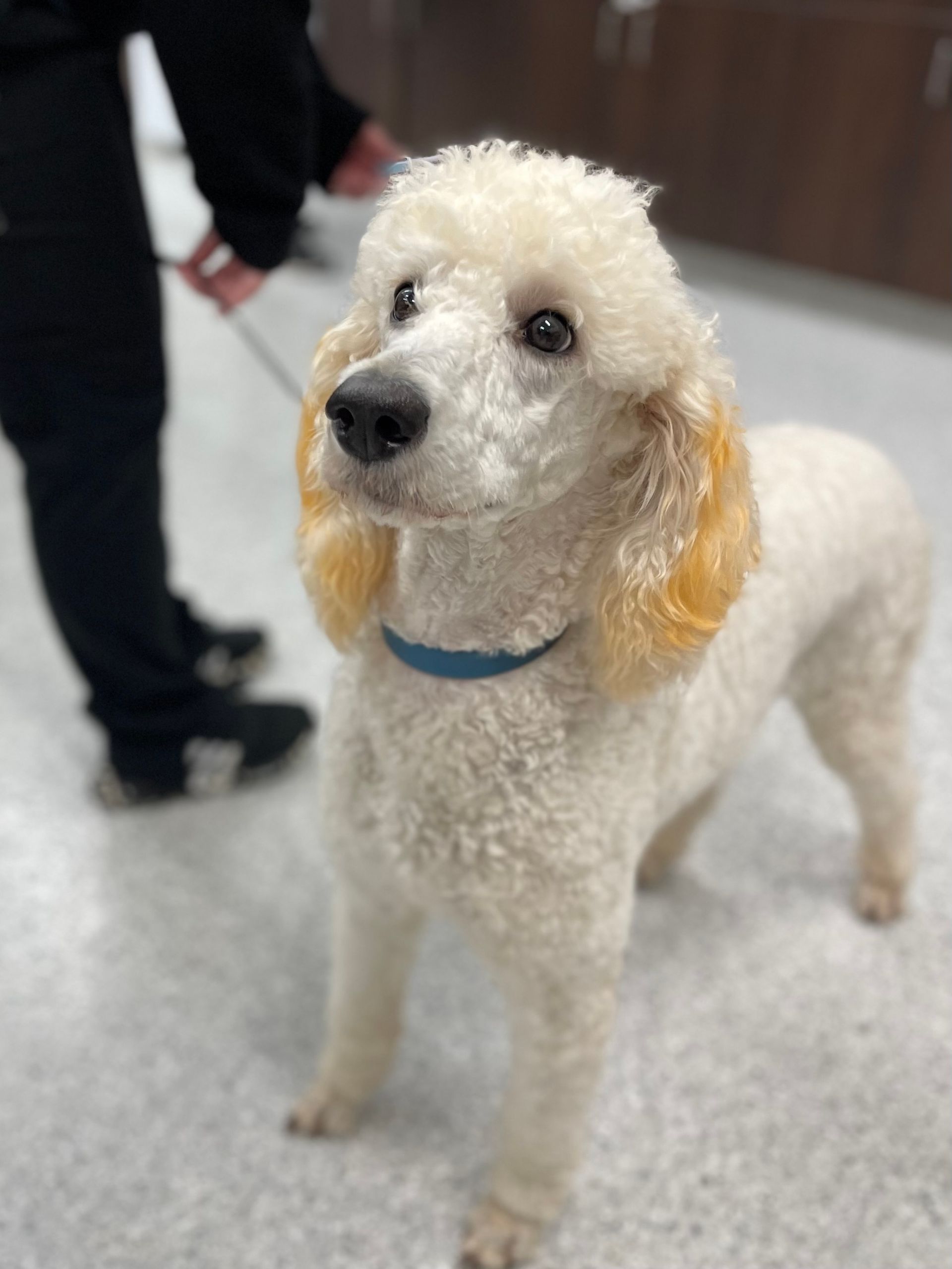 Tan dog with a white chest sits on a leash, panting happily indoors.