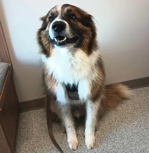 Fluffy brown, black, and white dog sitting on carpet, looking up and baring teeth slightly.