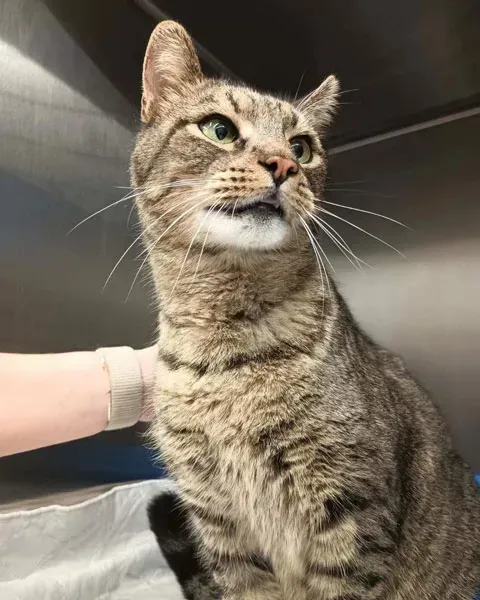 Tabby cat sitting upright, looking up, with a hand gently holding its side in a metallic interior.