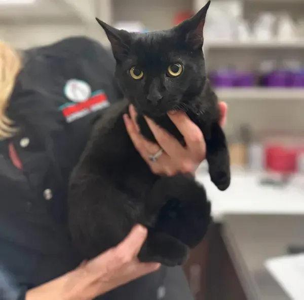 Black cat being held by a person in a veterinary clinic or pet care setting