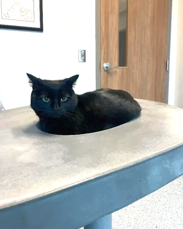 Black cat curled on a gray bench in a room with a wooden door in the background