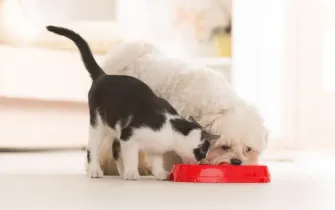 Two puppies eating from a red bowl on a bright indoor floor