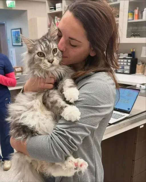 Woman holding a fluffy gray-and-white cat in a veterinary clinic, kissing its head.