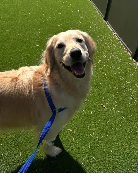 Golden retriever on a blue leash standing on green turf, looking up and panting