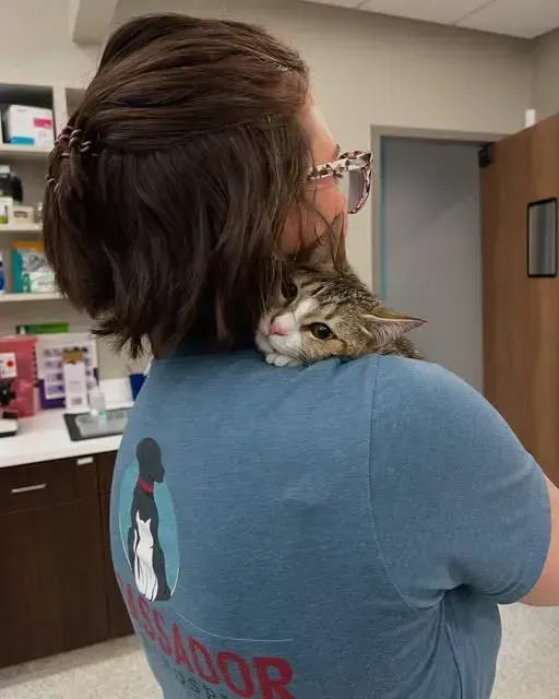Person holding a cat on their shoulder in an indoor office setting