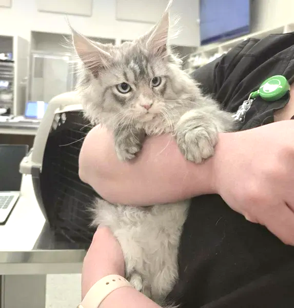 Fluffy gray kitten being held in someone’s arms indoors, looking at the camera.