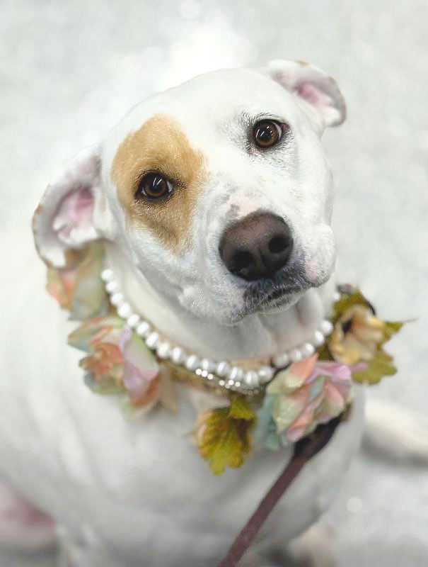White dog wearing a pearl necklace and floral collar, tilting its head against a soft gray background