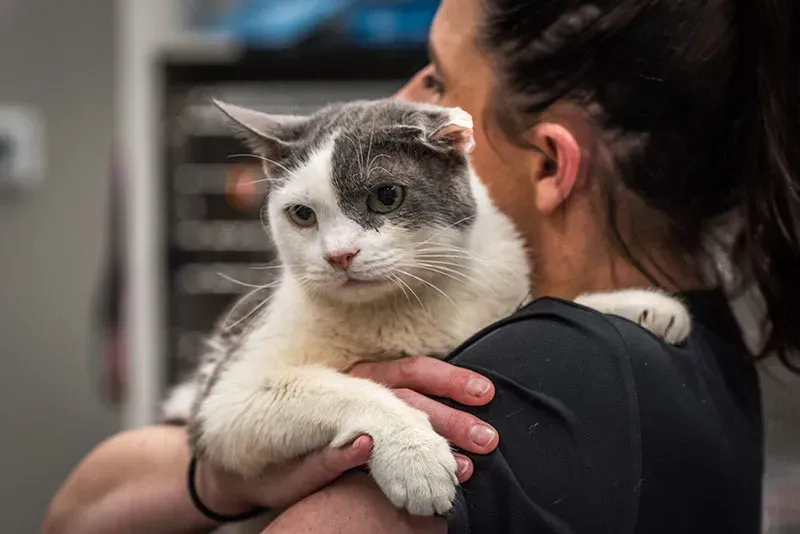 Woman holding a white-and-gray cat with folded paws indoors