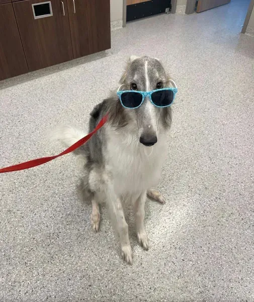 Gray and white dog wearing blue sunglasses, sitting on a red leash indoors.