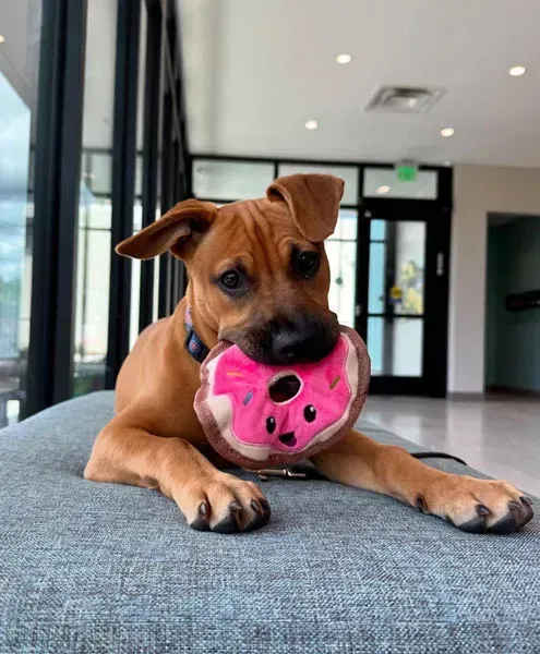Brown puppy chewing a pink ball on a gray couch in a bright room