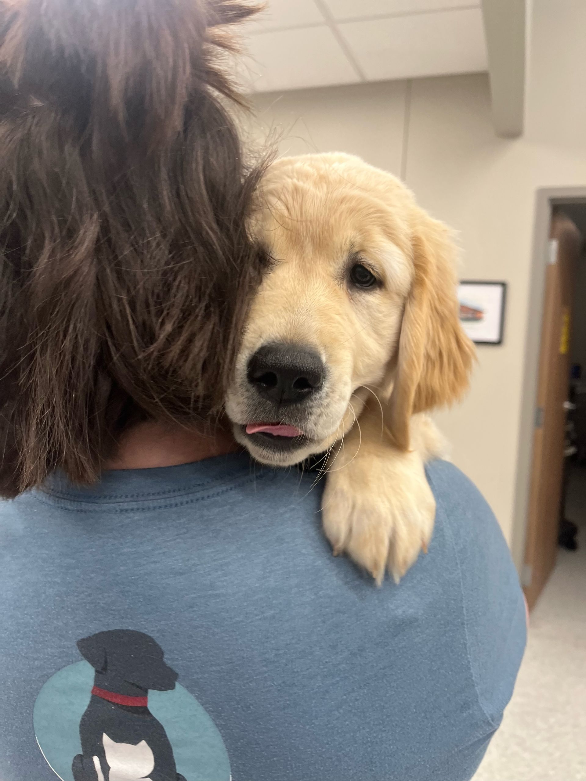 Golden retriever puppy being held close, with soft tan fur and a calm, soulful expression.