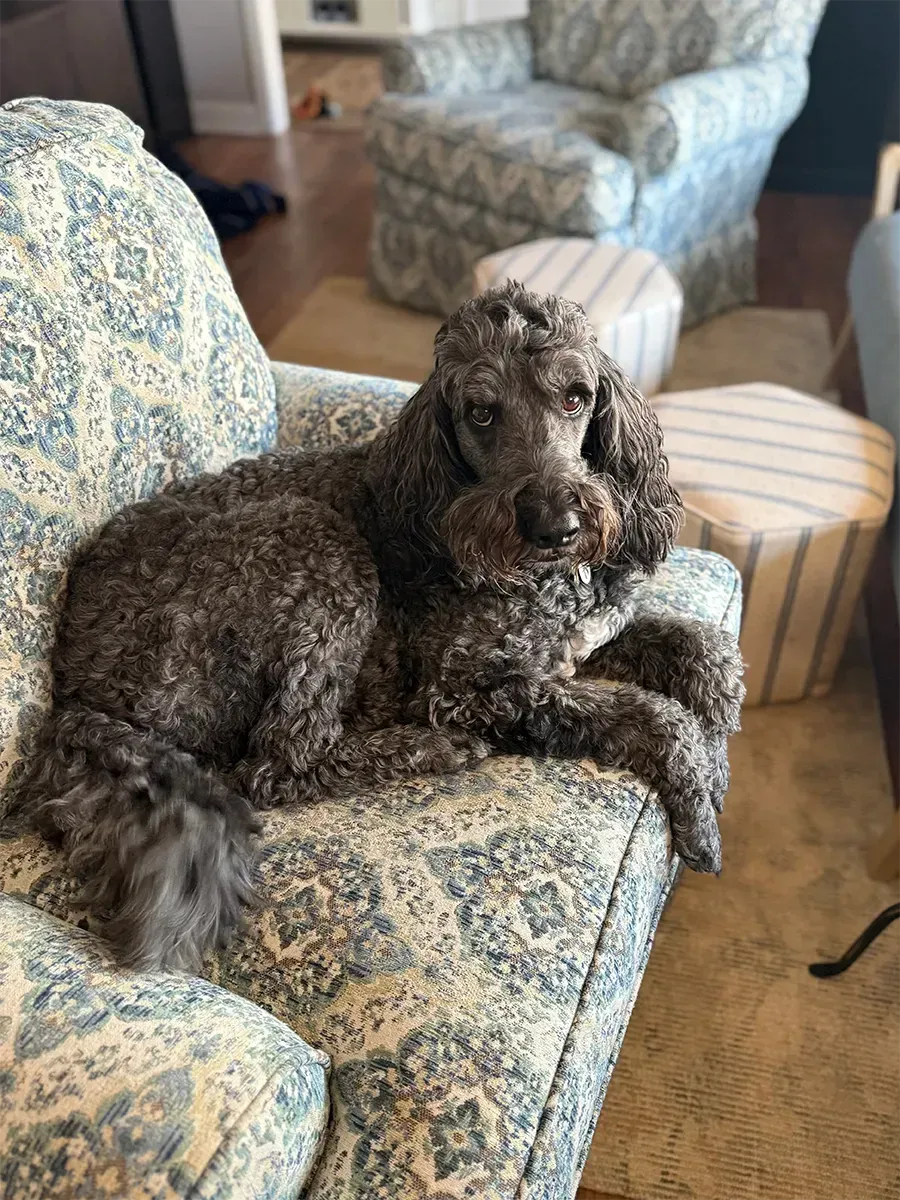 Small fluffy dog wearing a pink patterned coat standing indoors on a carpeted floor