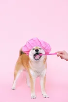 Dog chewing on a rawhide bone on a carpet