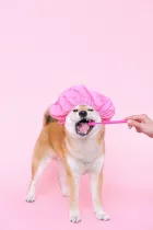 Dog chewing on a rawhide bone on a carpet
